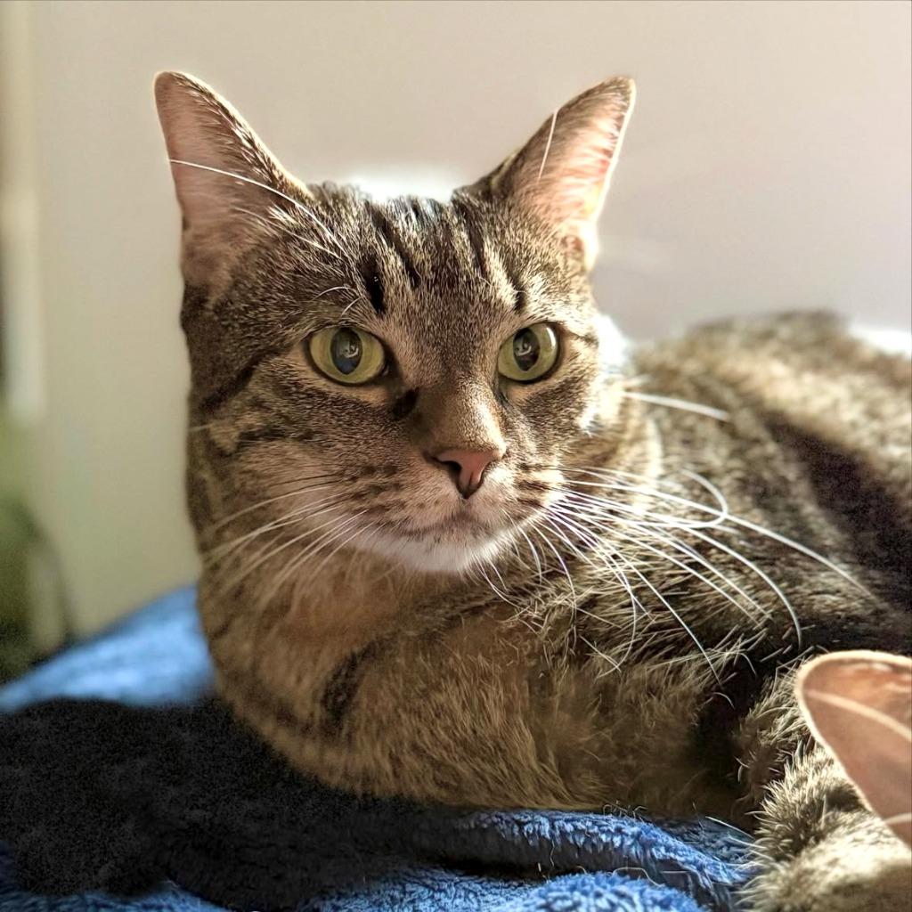 Enlarge Pumpkin and Zucchini (meet us in foster care!), a Adoptable mixed breed in Brooklyn, NY image 3/4