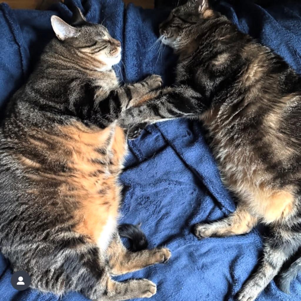 Enlarge Pumpkin and Zucchini (meet us in foster care!), a Adoptable mixed breed in Brooklyn, NY image 4/4