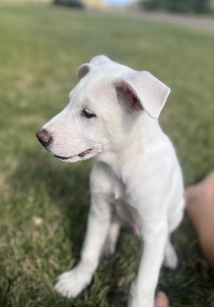 Enlarge Desnoyers / Uncle, a Adoptable mixed breed in Broomfield, CO image 1/3
