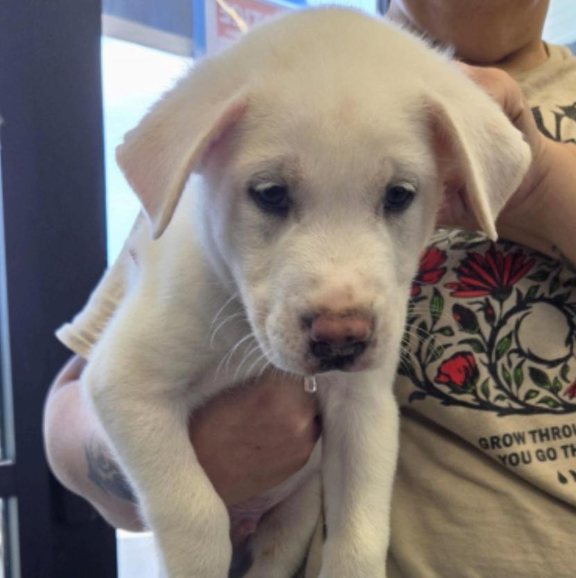 Enlarge Desnoyers / Uncle, a Adoptable mixed breed in Broomfield, CO image 1/1
