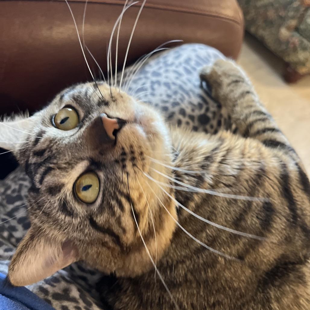 Enlarge Percy, a Adoptable Domestic Short Hair in Overland Park, KS image 1/6