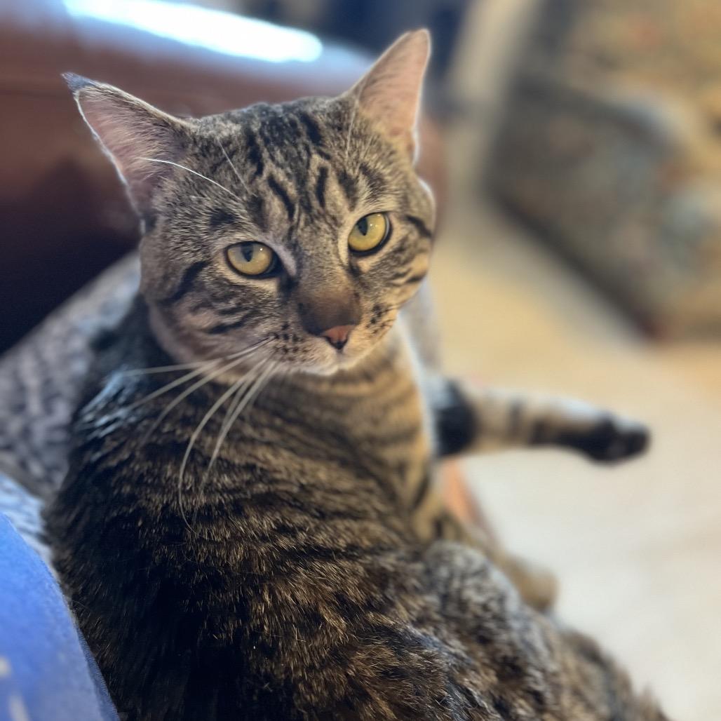 Enlarge Percy, a Adoptable Domestic Short Hair in Overland Park, KS image 3/6