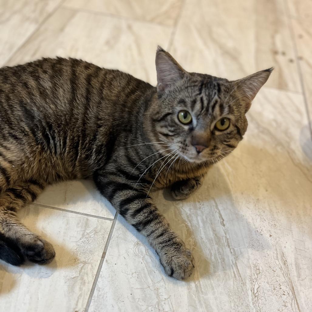 Enlarge Percy, a Adoptable Domestic Short Hair in Overland Park, KS image 4/6