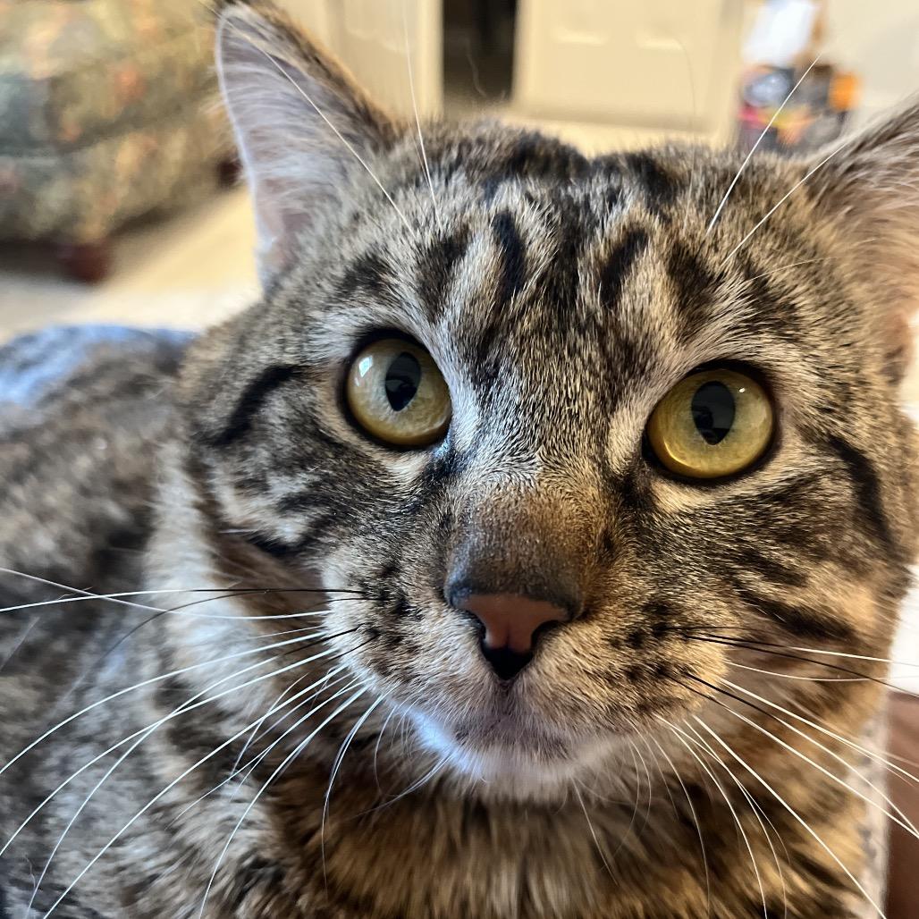 Enlarge Percy, a Adoptable Domestic Short Hair in Overland Park, KS image 5/6