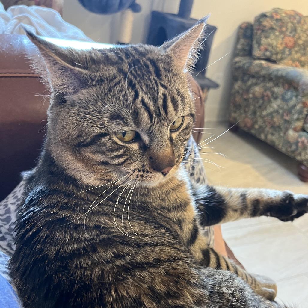 Enlarge Percy, a Adoptable Domestic Short Hair in Overland Park, KS image 6/6