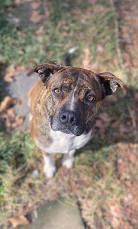 Cypress, Adoptable, Adult Female Boxer.