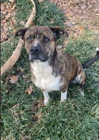 Enlarge Cypress, a Adoptable mixed breed in Mocksville, NC image 2/3