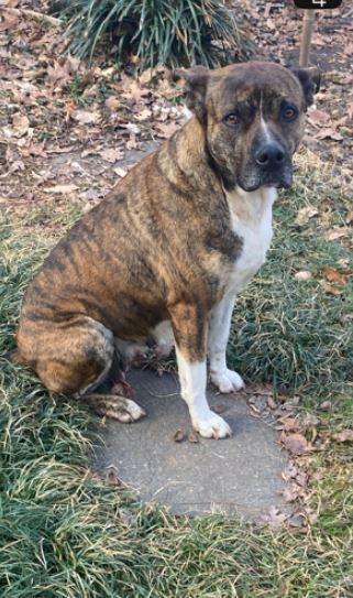 Enlarge Cypress, a Adoptable mixed breed in Mocksville, NC image 3/3