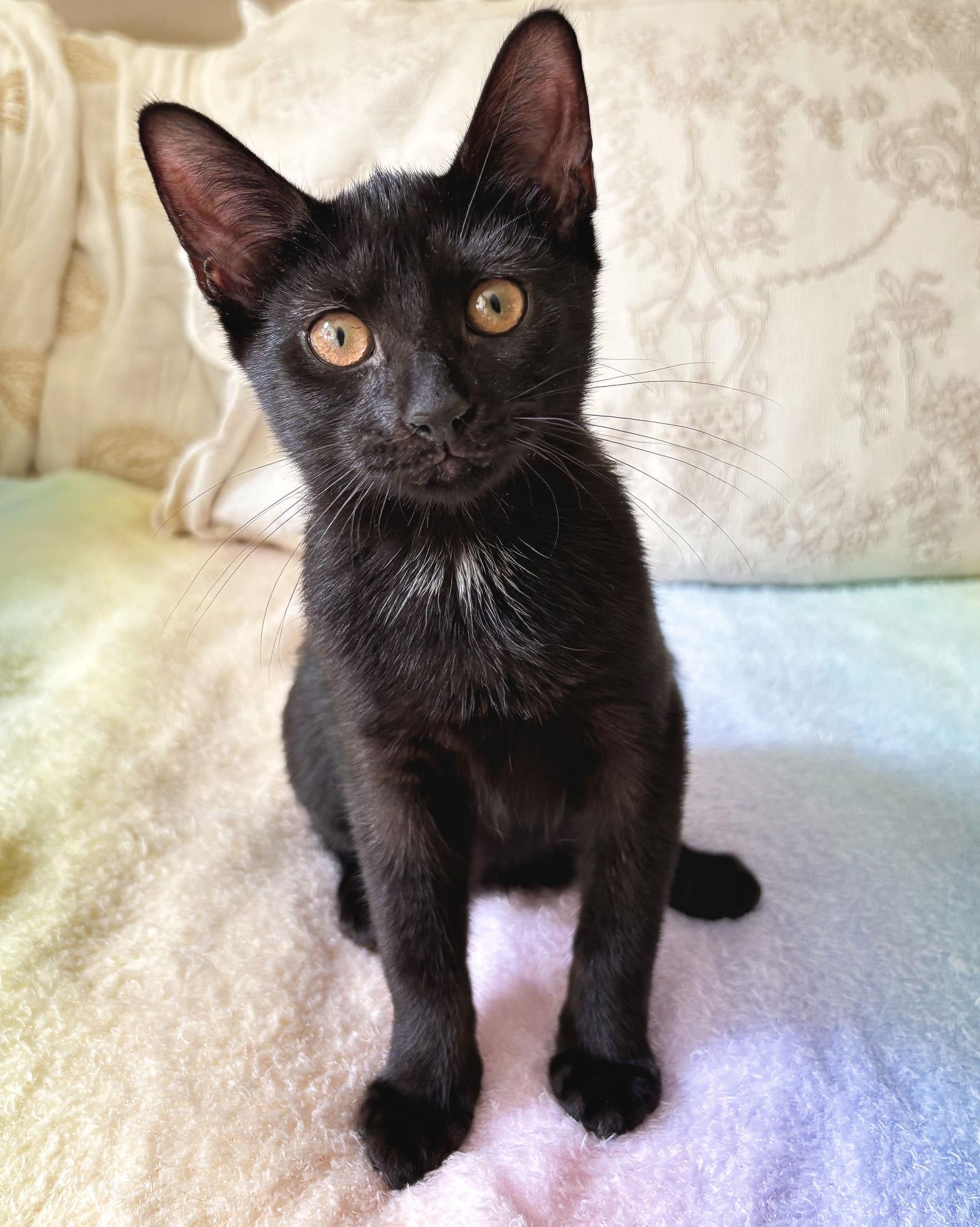 Enlarge Mink, a Adopted American Shorthair in Crompond, NY image 1/3