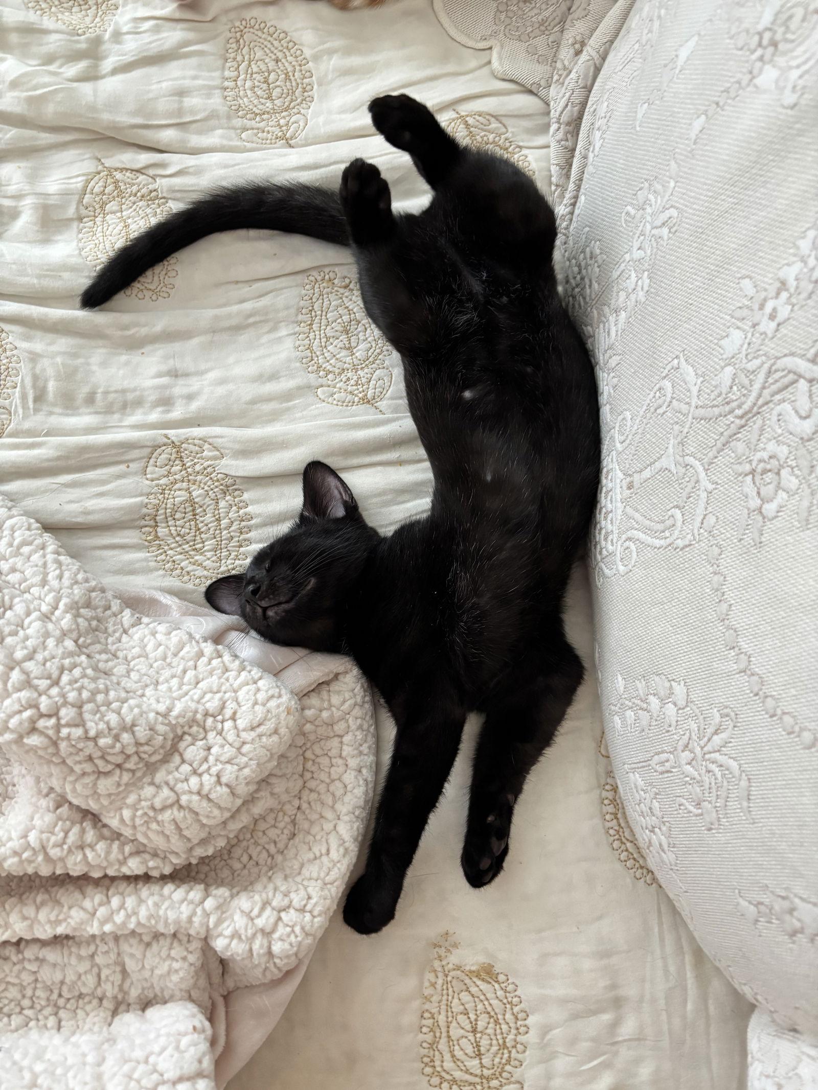 Enlarge Mink, a Adopted American Shorthair in Crompond, NY image 2/3