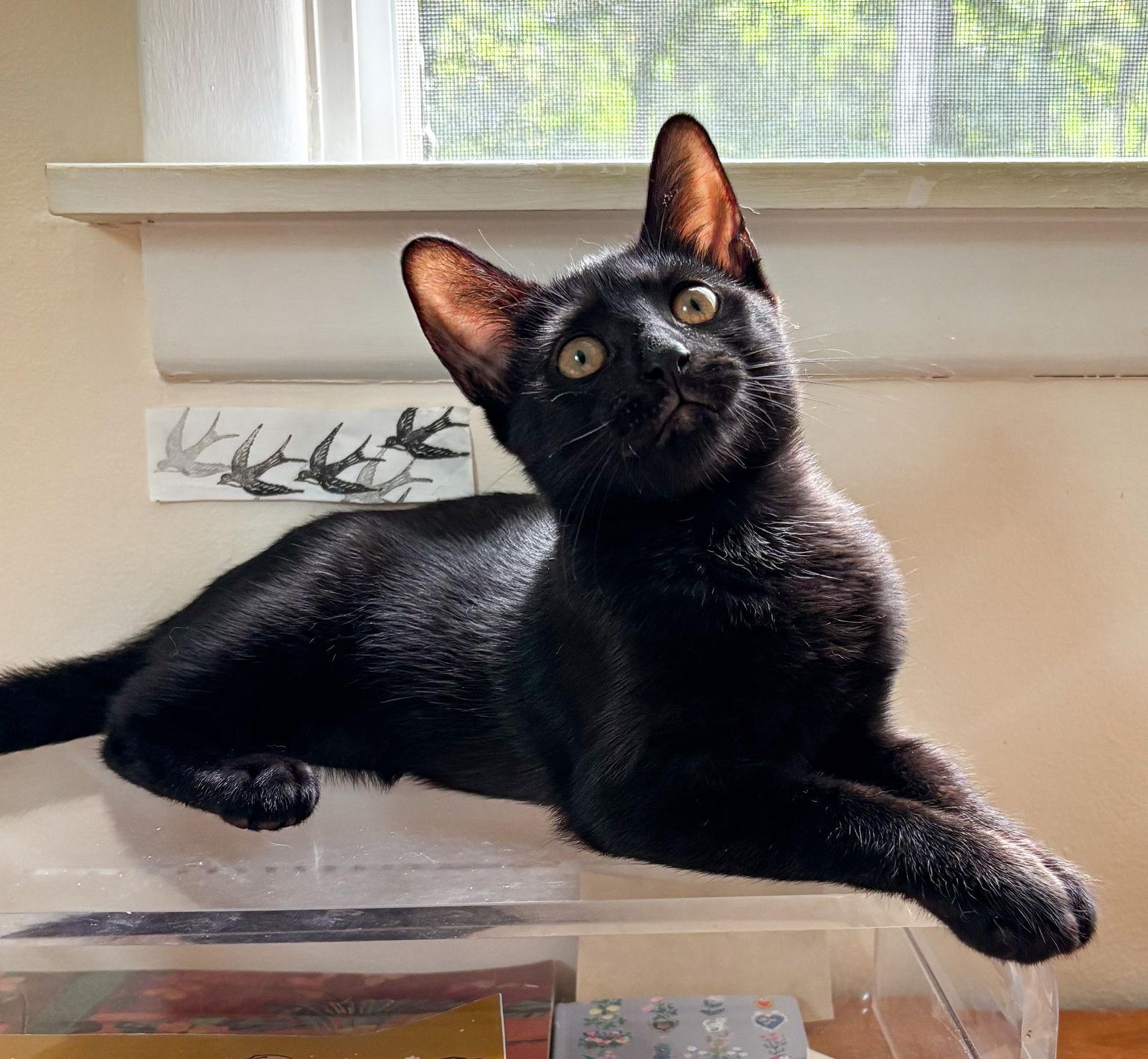 Enlarge Mink, a Adopted American Shorthair in Crompond, NY image 3/3