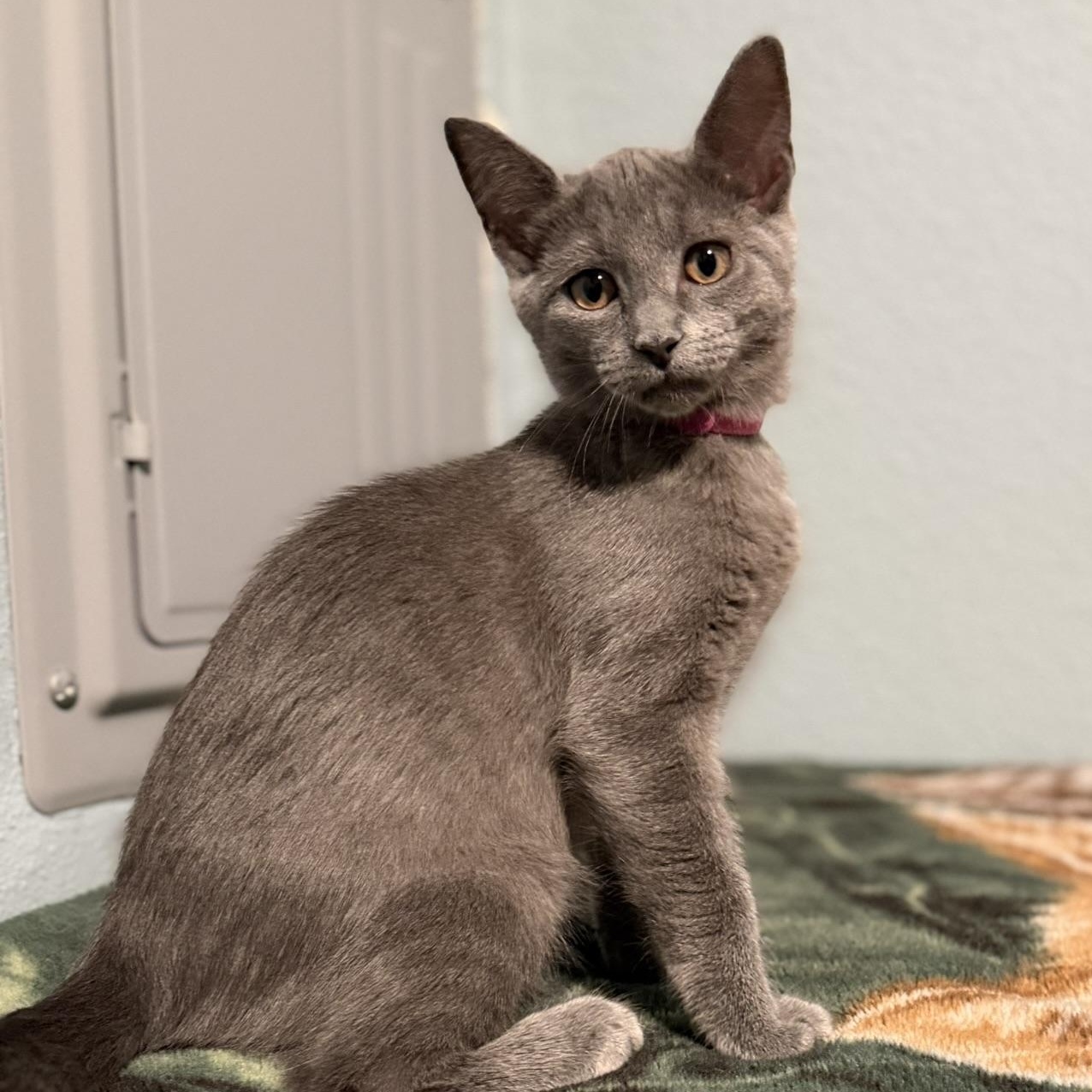 Luna, Adoptable, Kitten Female Domestic Short Hair.