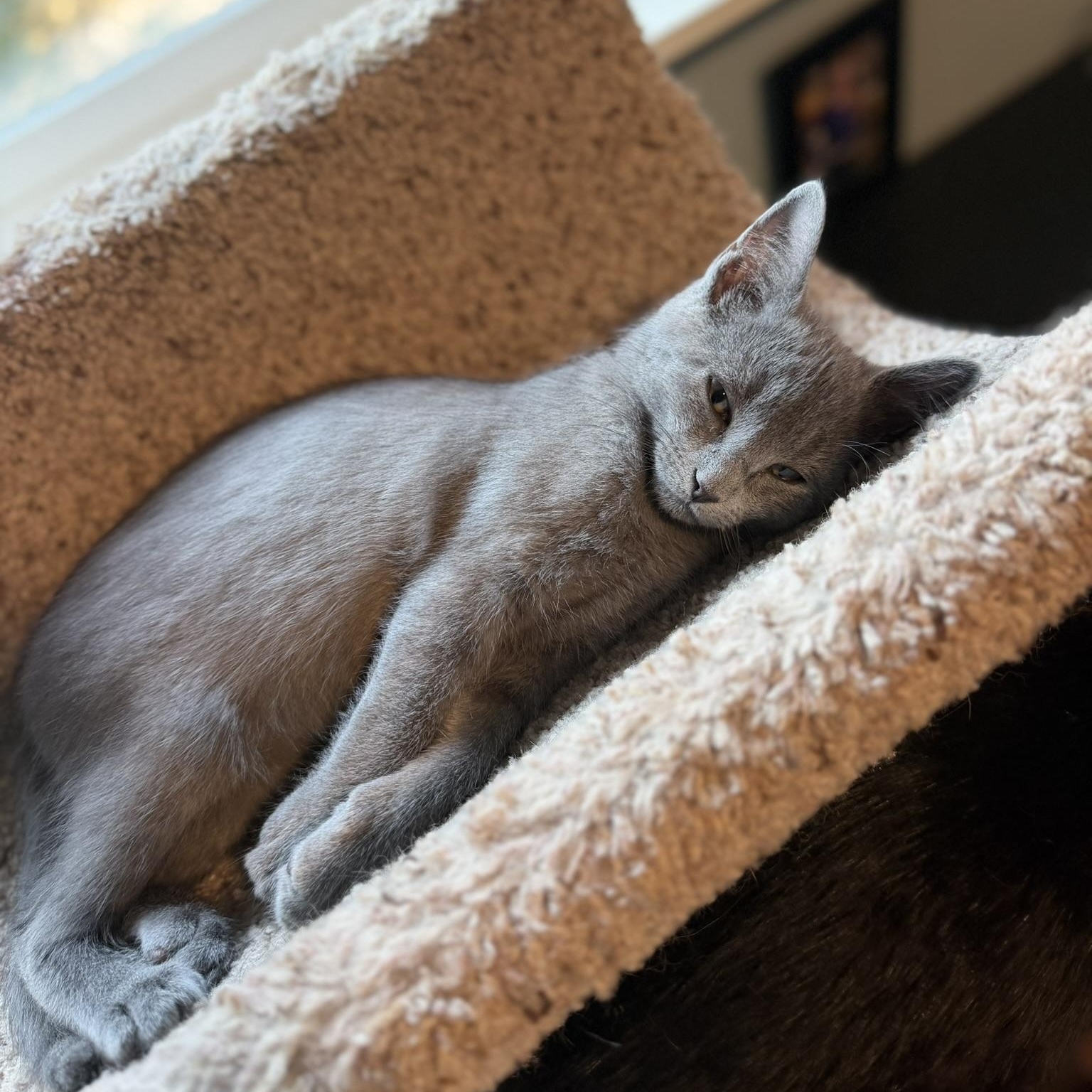 Enlarge Luna, a Adoptable Domestic Short Hair in Renton , WA image 2/3