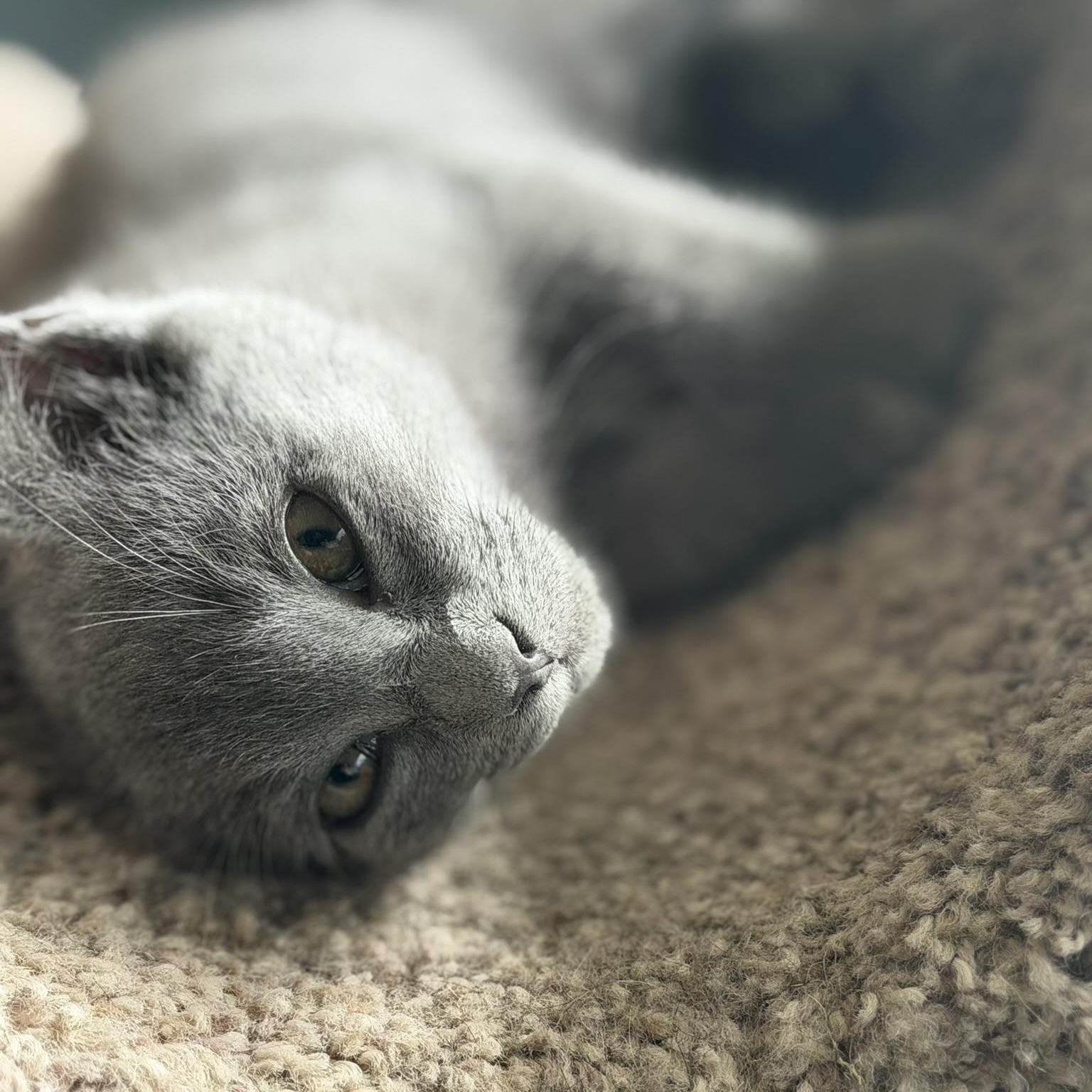 Enlarge Luna, a Adoptable Domestic Short Hair in Renton , WA image 3/3