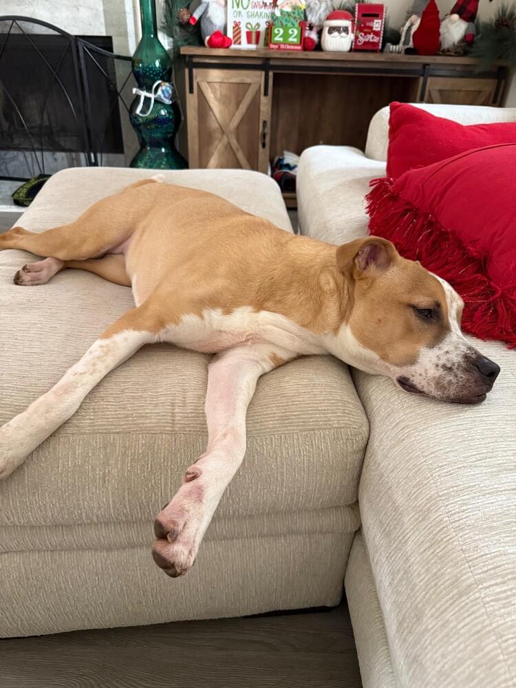 Maggie May, Adoptable, Puppy Female Staffordshire Bull Terrier & Boxer.