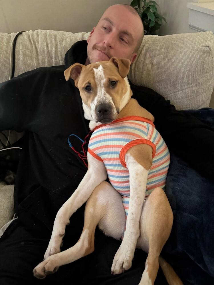 Maggie May, Adoptable, Puppy Female Staffordshire Bull Terrier & Boxer.