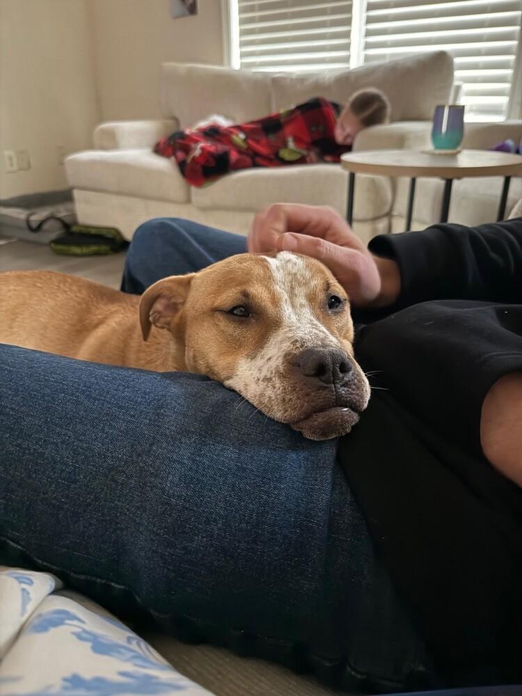 Enlarge Maggie May, a Adoptable mixed breed in Gillsville, GA image 3/6