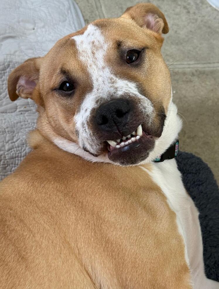 Enlarge Maggie May, a Adoptable mixed breed in Gillsville, GA image 4/6