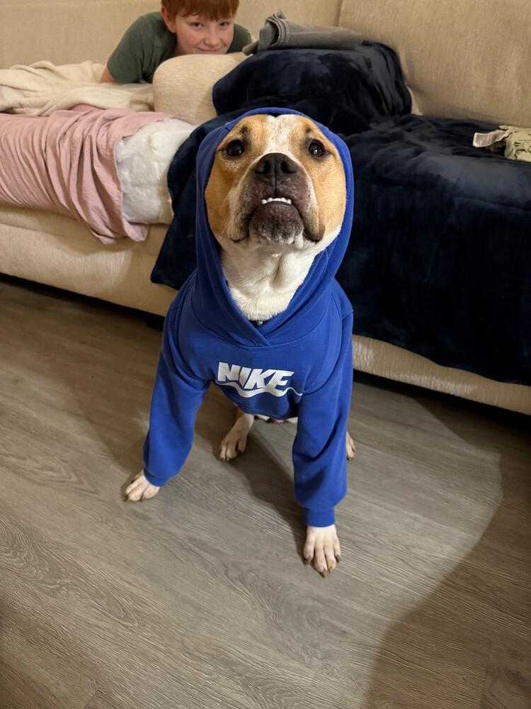 Enlarge Maggie May, a Adoptable mixed breed in Gillsville, GA image 5/6