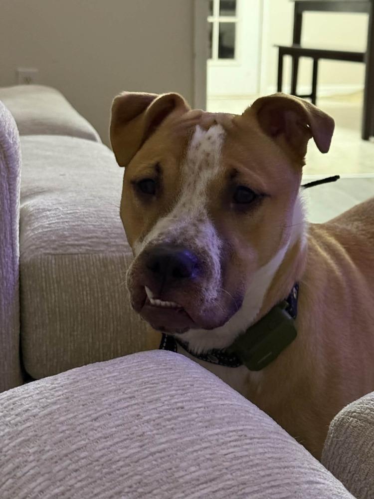 Enlarge Maggie May, a Adoptable mixed breed in Gillsville, GA image 6/6