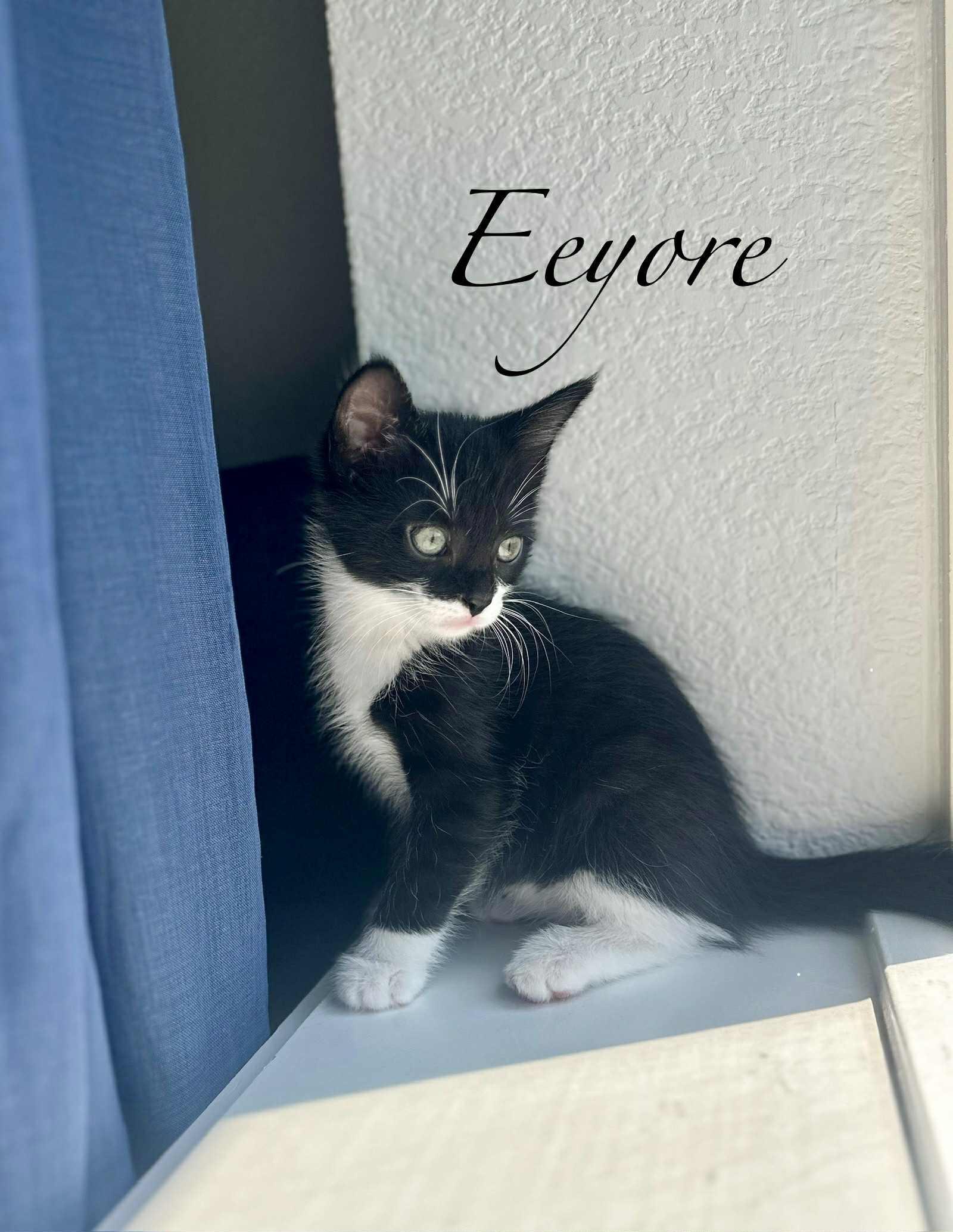 Eeyore, Young Male unknown