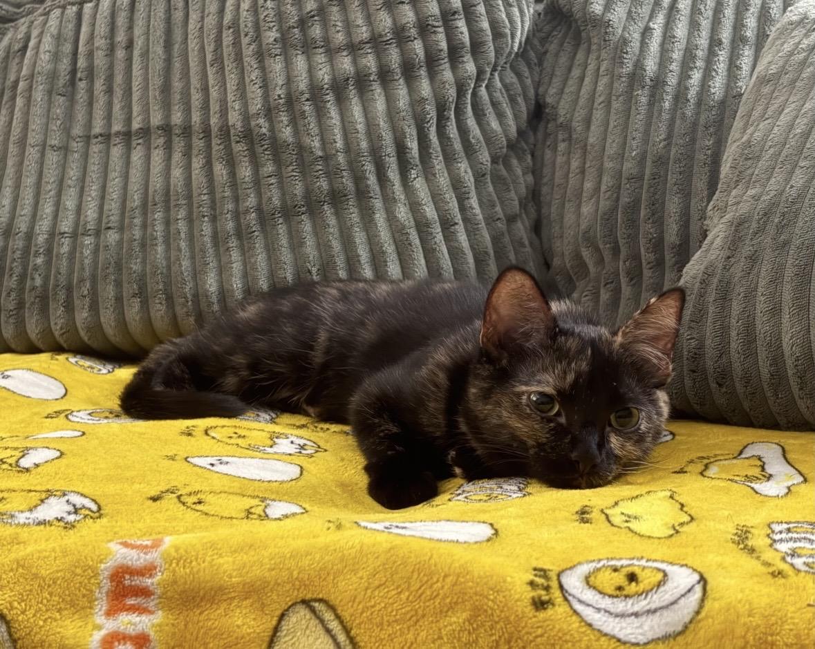 Enlarge McKenna , a Adoptable Domestic Medium Hair in Wildomar, CA image 6/6