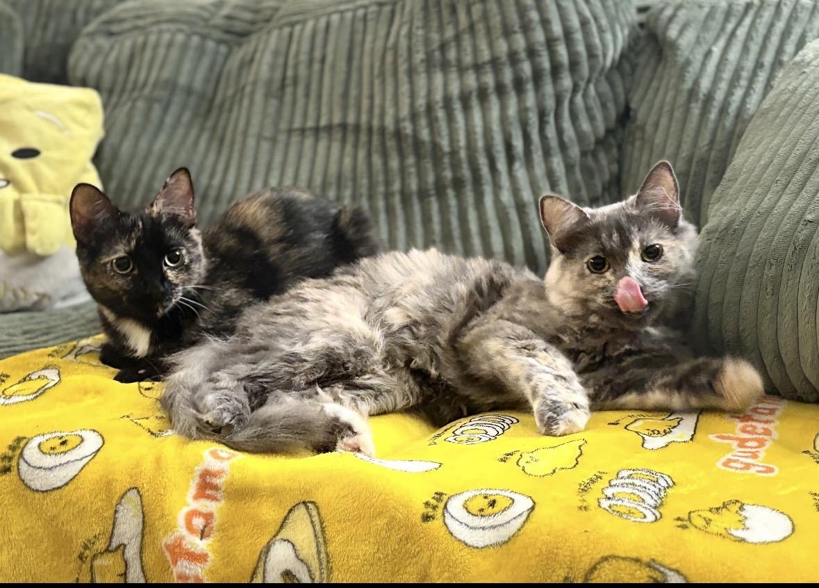 Enlarge McKenna , a Adoptable Domestic Medium Hair in Wildomar, CA image 4/6