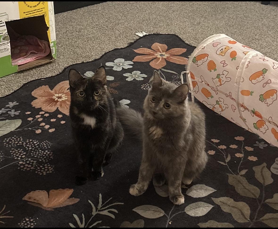 Enlarge McKenna , a Adoptable Domestic Medium Hair in Wildomar, CA image 5/6