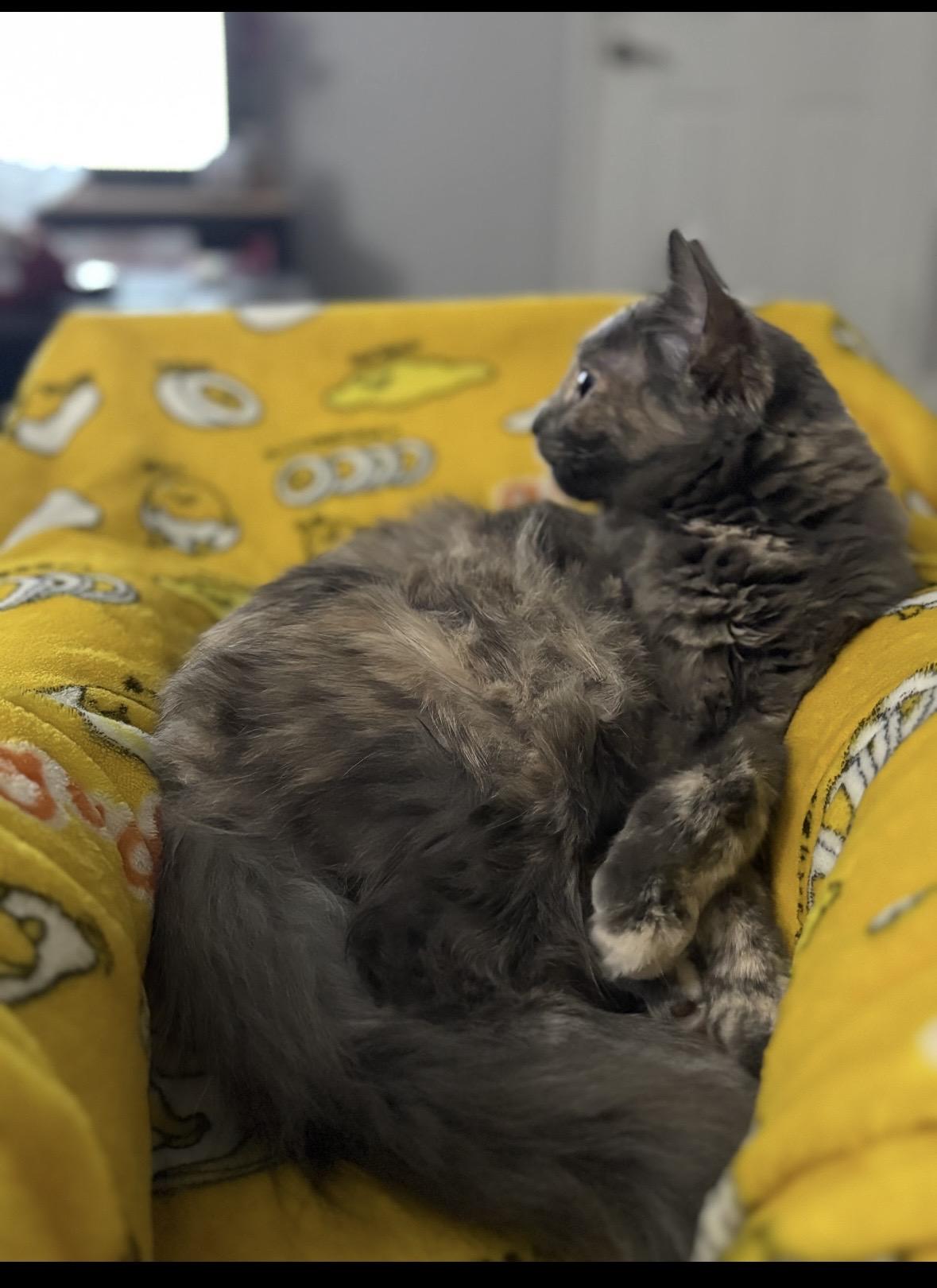 Enlarge McKenna , a Adoptable Domestic Medium Hair in Wildomar, CA image 3/6