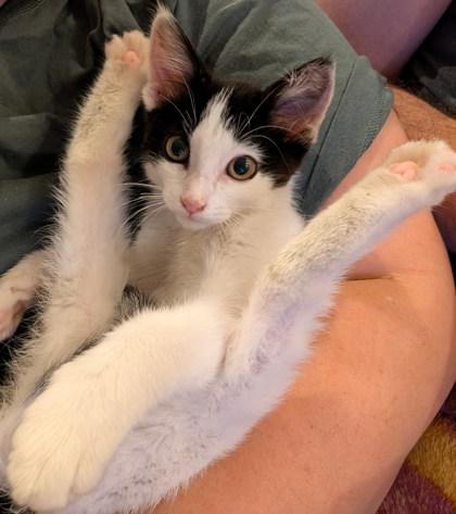 Meowzda CX-5, Adoptable, Kitten Female Domestic Medium Hair & Domestic Short Hair.
