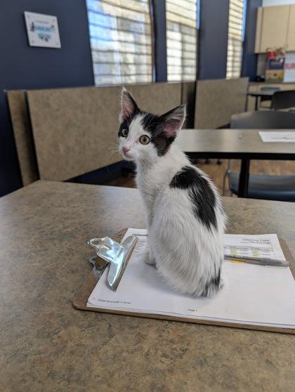 Meowzda CX-5, a Adoptable mixed breed in Pleasanton, CA image 2/3