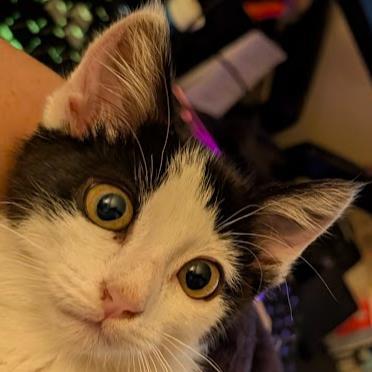 Meowzda CX-5, a Adoptable mixed breed in Pleasanton, CA image 3/3