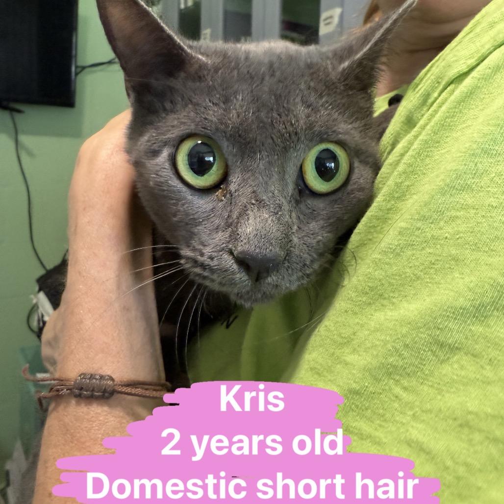 Enlarge Kris, a Adoptable Domestic Short Hair in Tampa, FL image 1/2