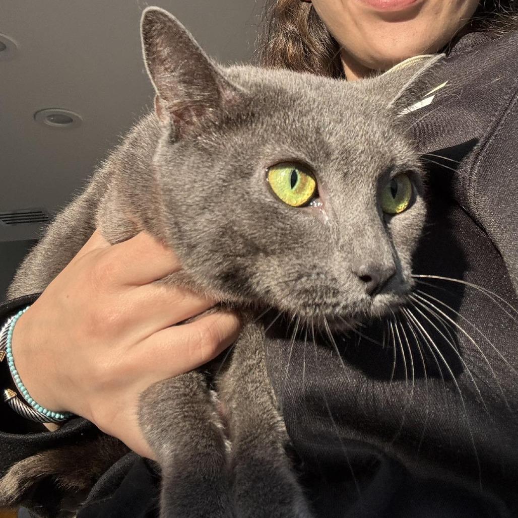 Enlarge Kris, a Adoptable Domestic Short Hair in Tampa, FL image 2/5