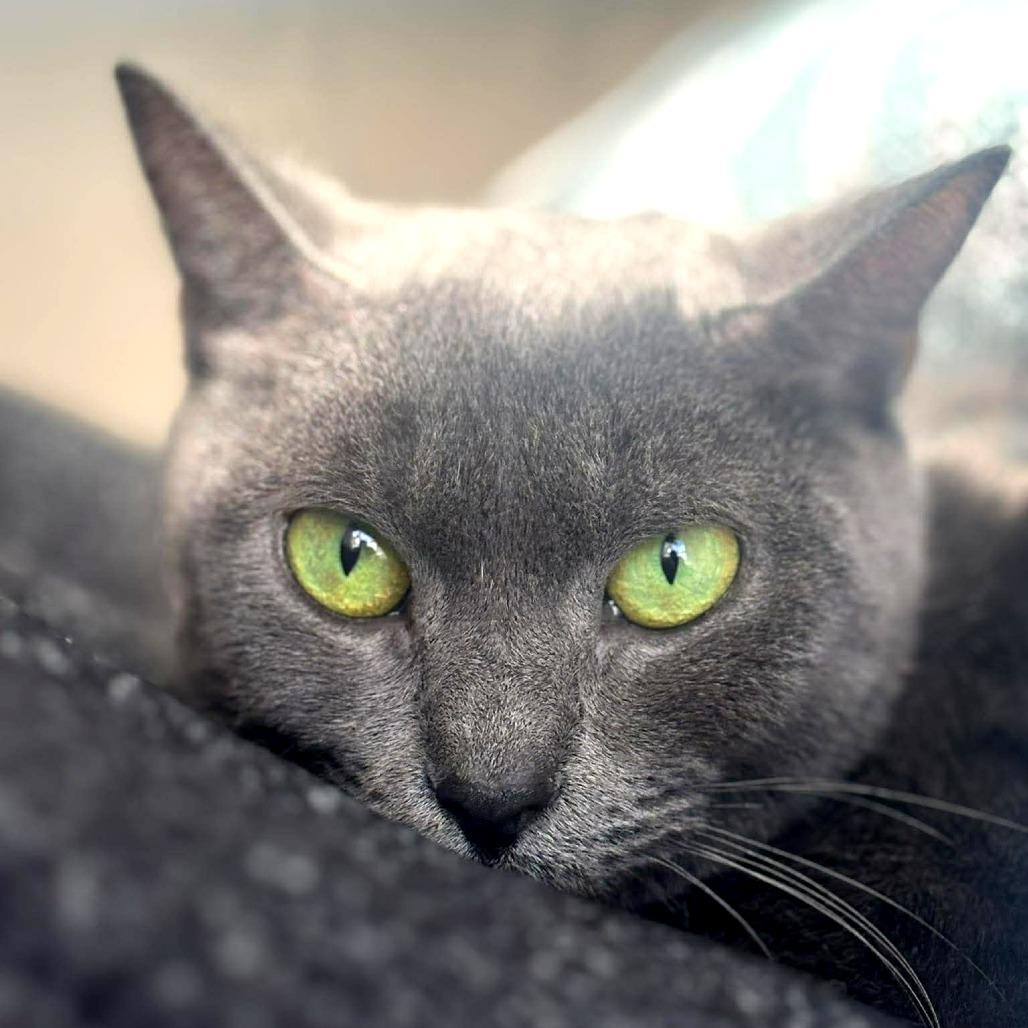 Enlarge Kris, a Adoptable Domestic Short Hair in Tampa, FL image 3/5