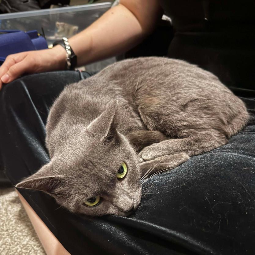 Enlarge Kris, a Adoptable Domestic Short Hair in Tampa, FL image 2/2