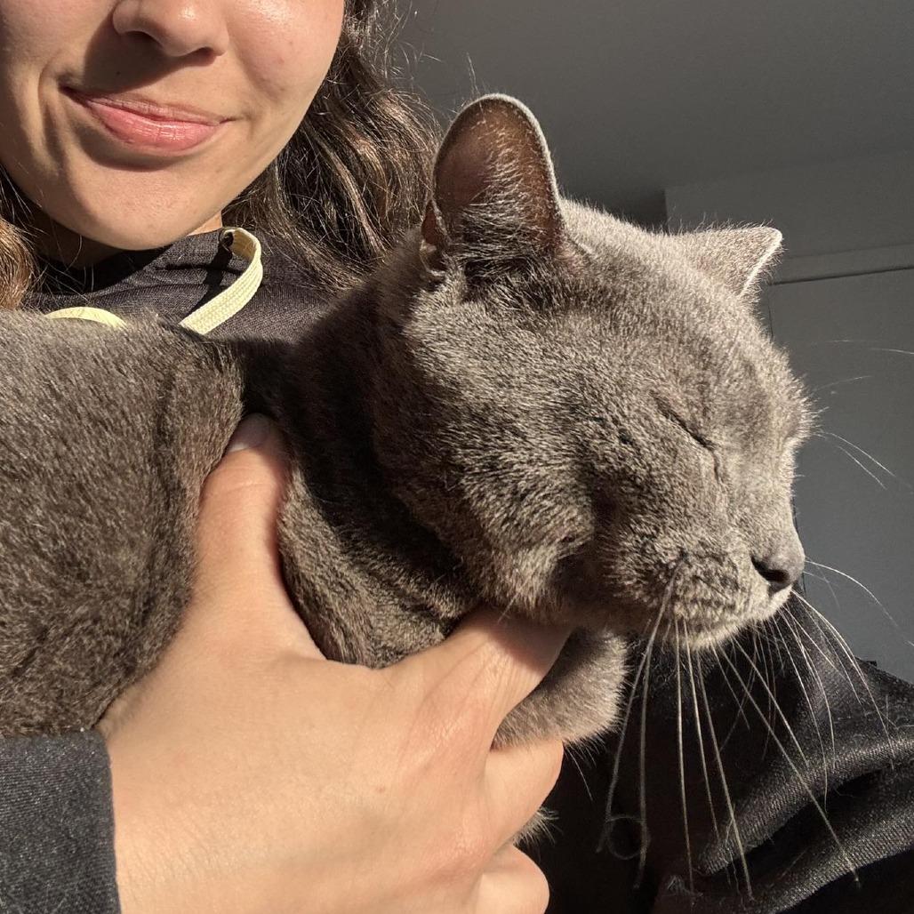 Enlarge Kris, a Adoptable Domestic Short Hair in Tampa, FL image 5/5