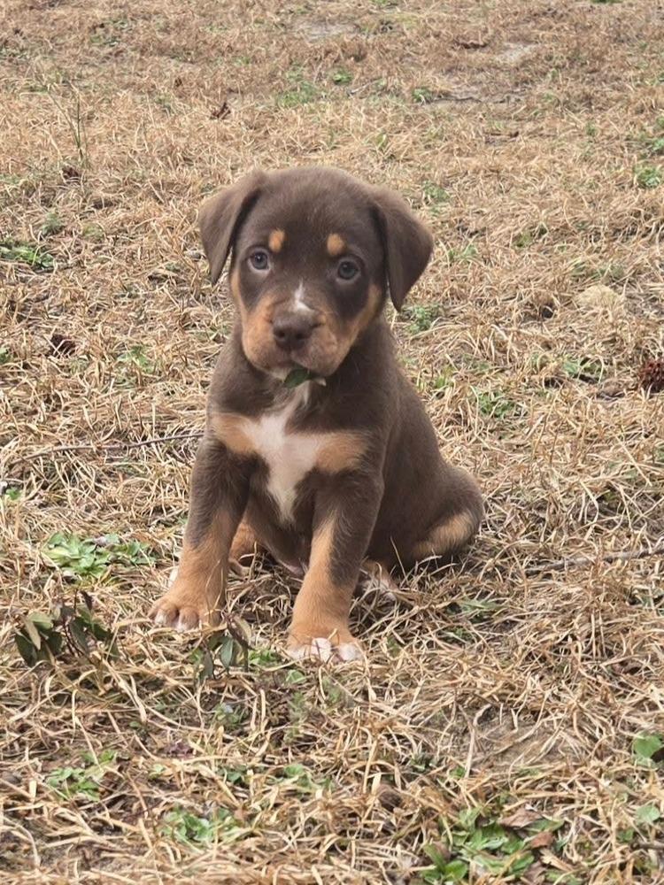 Jaguar     JAG for short, Adopted, Puppy Male Mixed Breed.