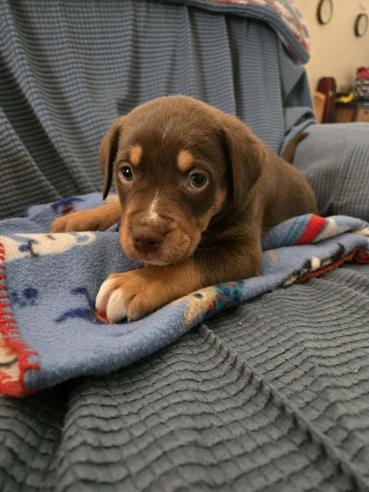 Enlarge Jaguar     JAG for short, a Adopted mixed breed in Wendell, NC image 2/3