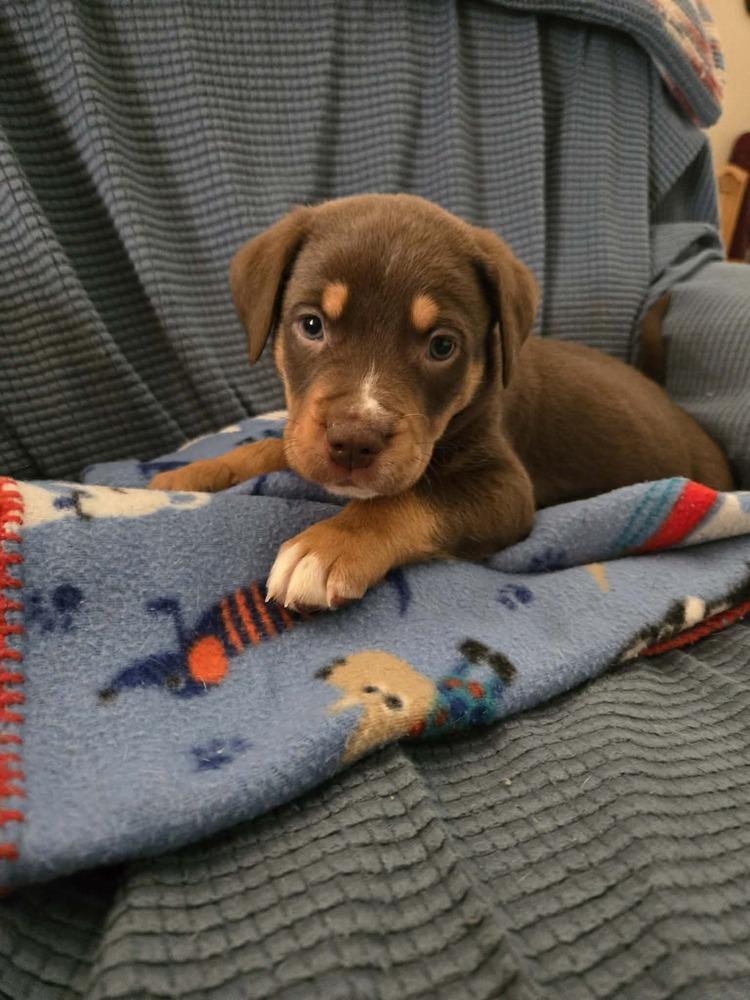Enlarge Jaguar     JAG for short, a Adopted mixed breed in Wendell, NC image 3/3