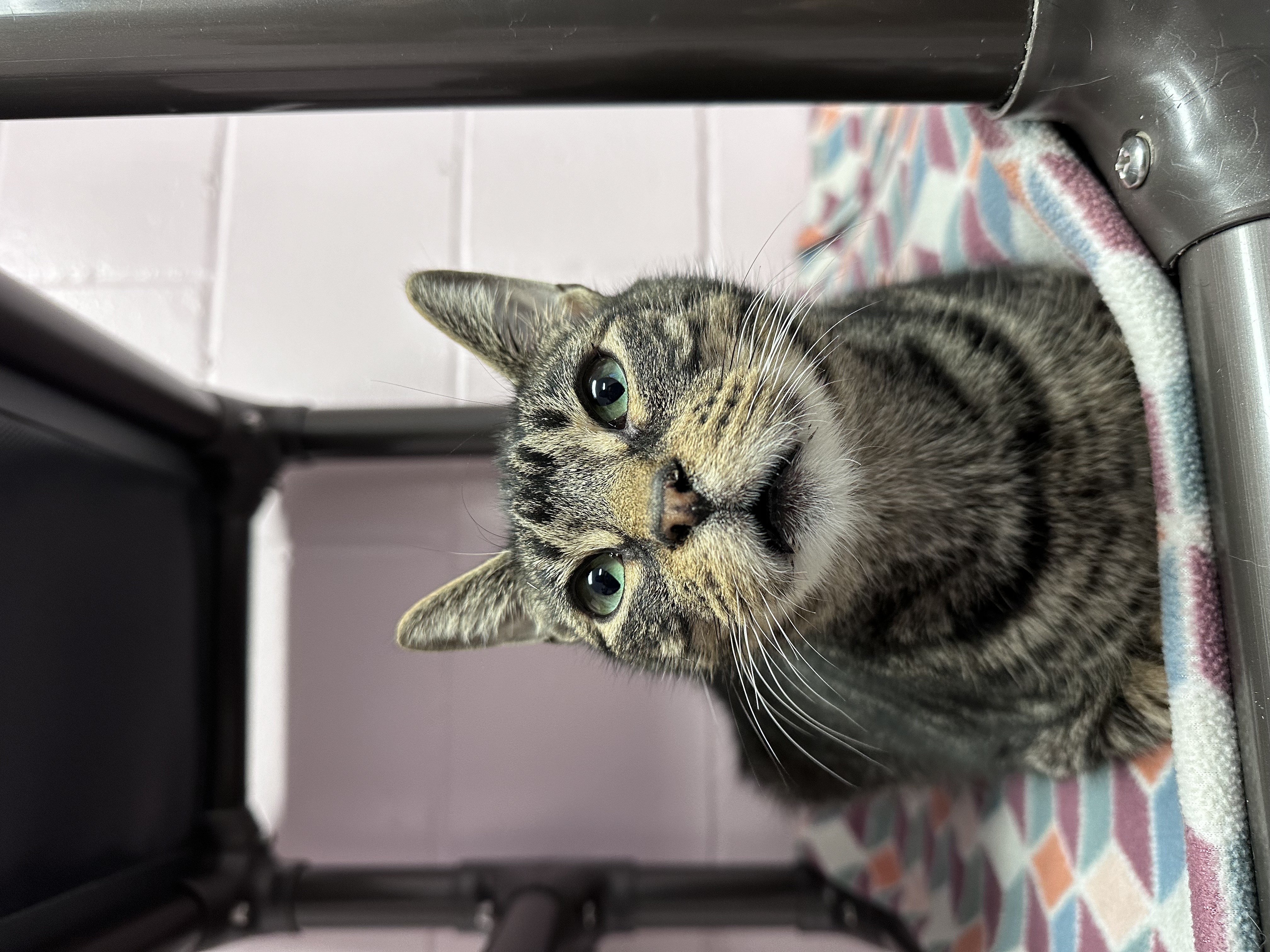 Melrose, Adoptable, Adult Male Domestic Short Hair.