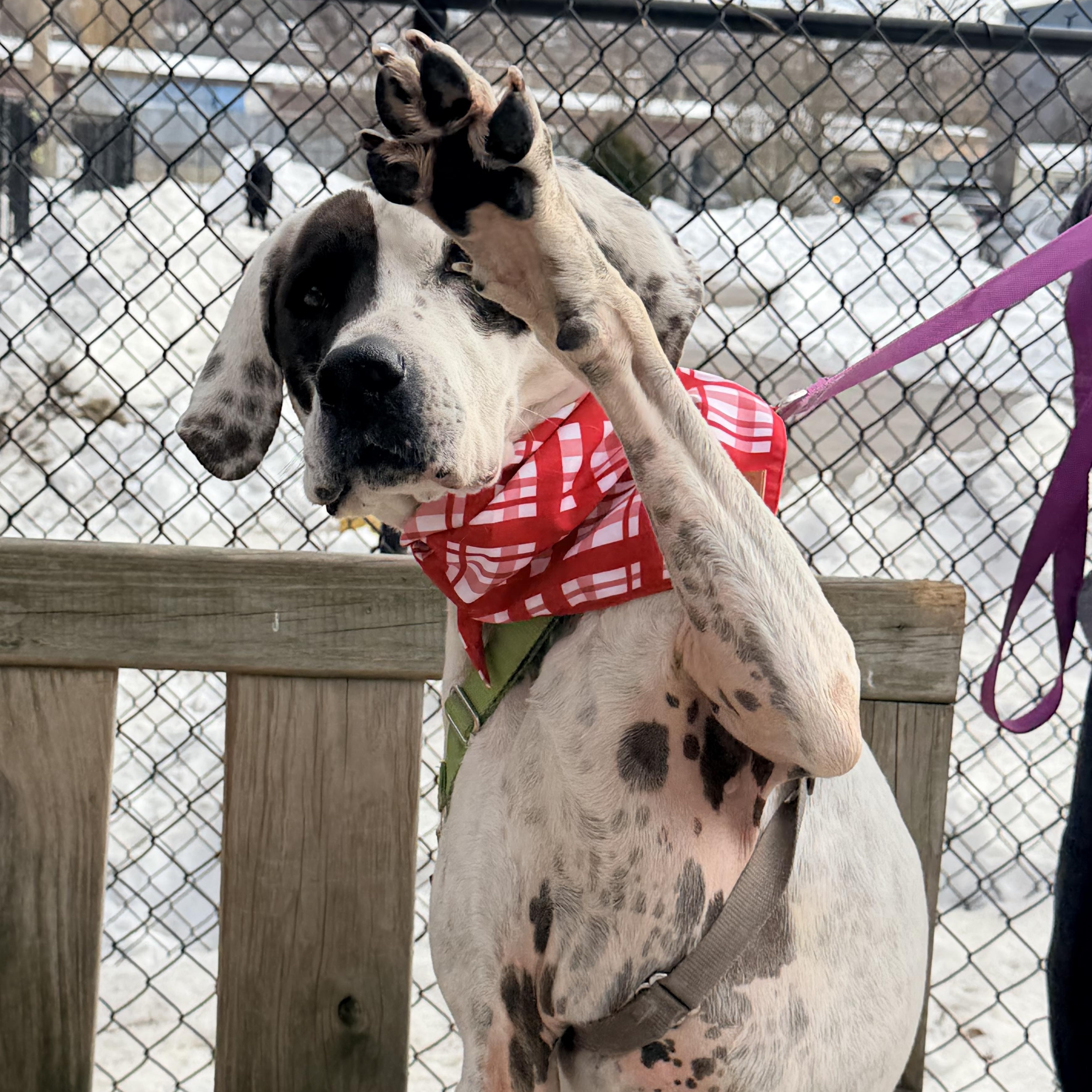 Enlarge Adelaide - affectionate, outgoing goofball , a Adoptable mixed breed in Berwick, ME image 2/6
