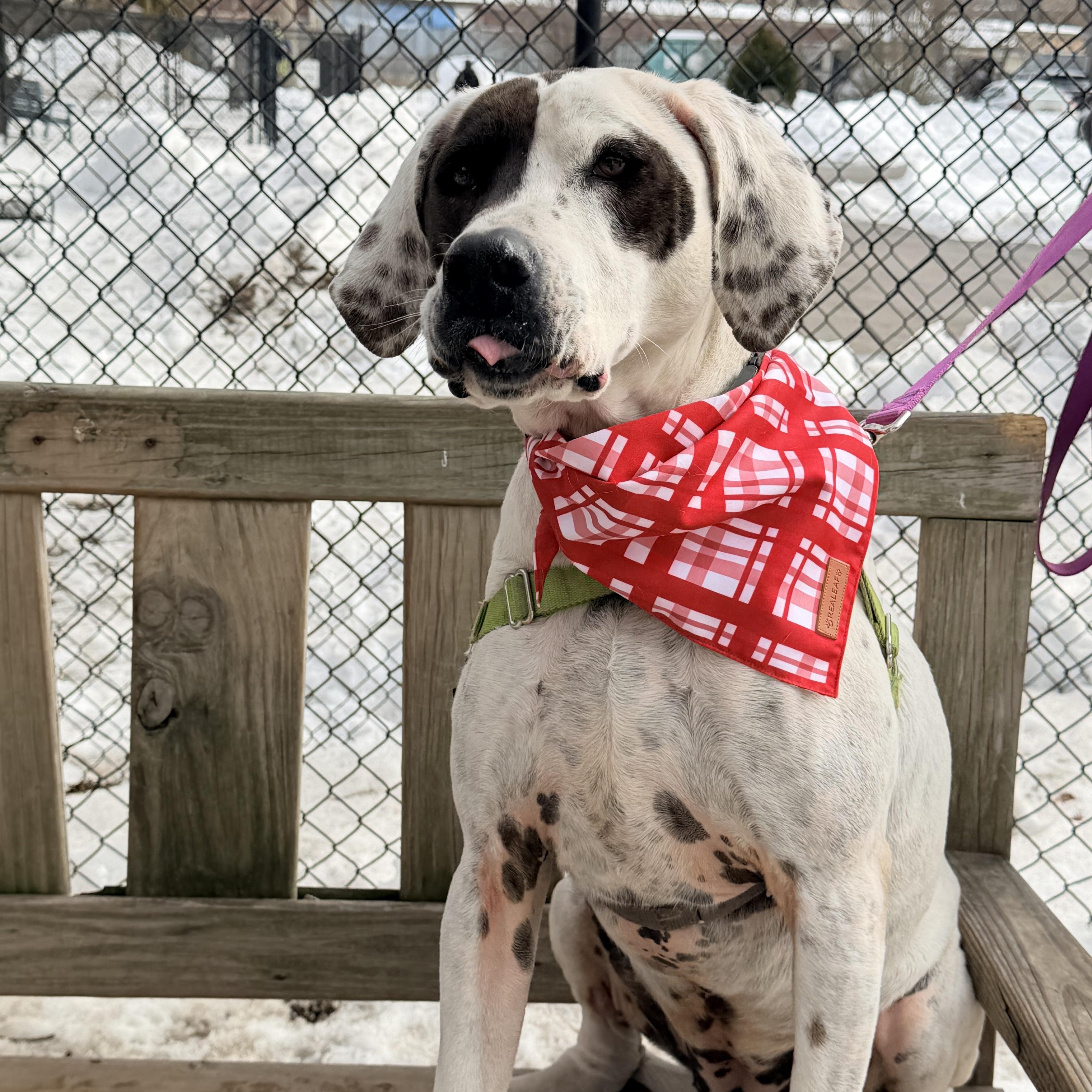 Enlarge Adelaide - affectionate, outgoing goofball , a Adoptable mixed breed in Berwick, ME image 3/6
