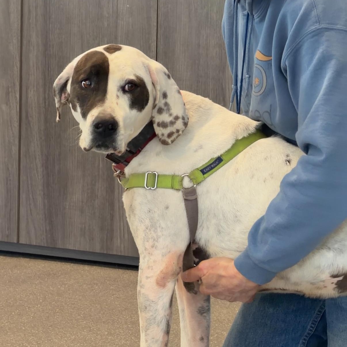 Enlarge Adelaide - affectionate, outgoing goofball , a Adoptable mixed breed in Berwick, ME image 6/6