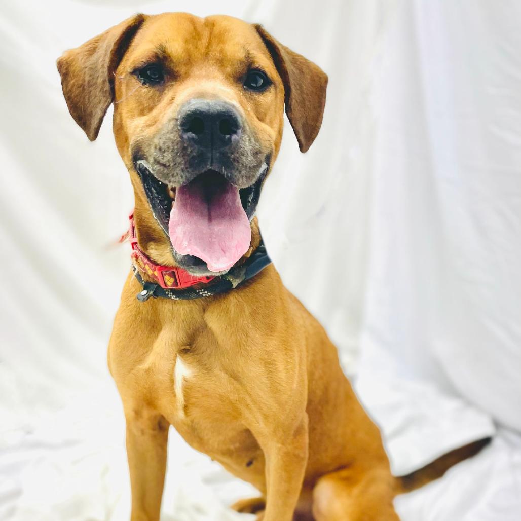 Leo, Adoptable, Adult Male Boxer & French Bulldog.