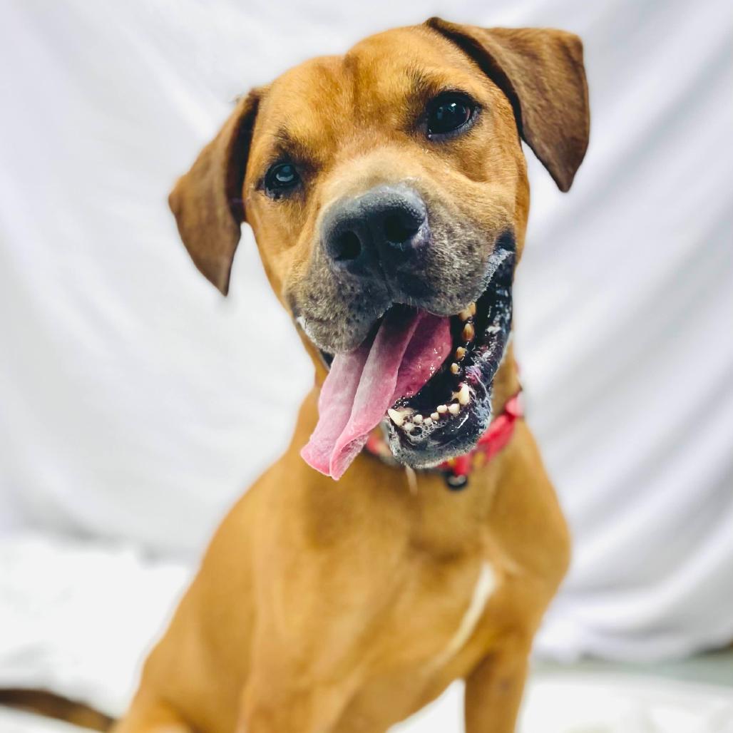 Leo, a Adoptable mixed breed in Lebanon, MO image 2/4