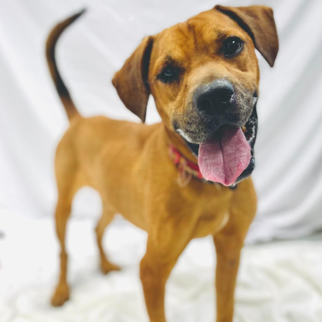 Leo, a Adoptable mixed breed in Lebanon, MO image 3/4