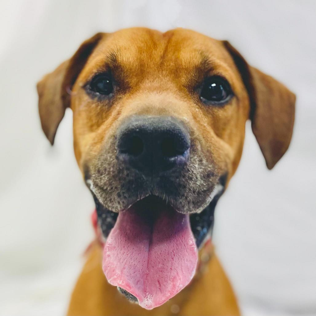 Leo, a Adoptable mixed breed in Lebanon, MO image 4/4