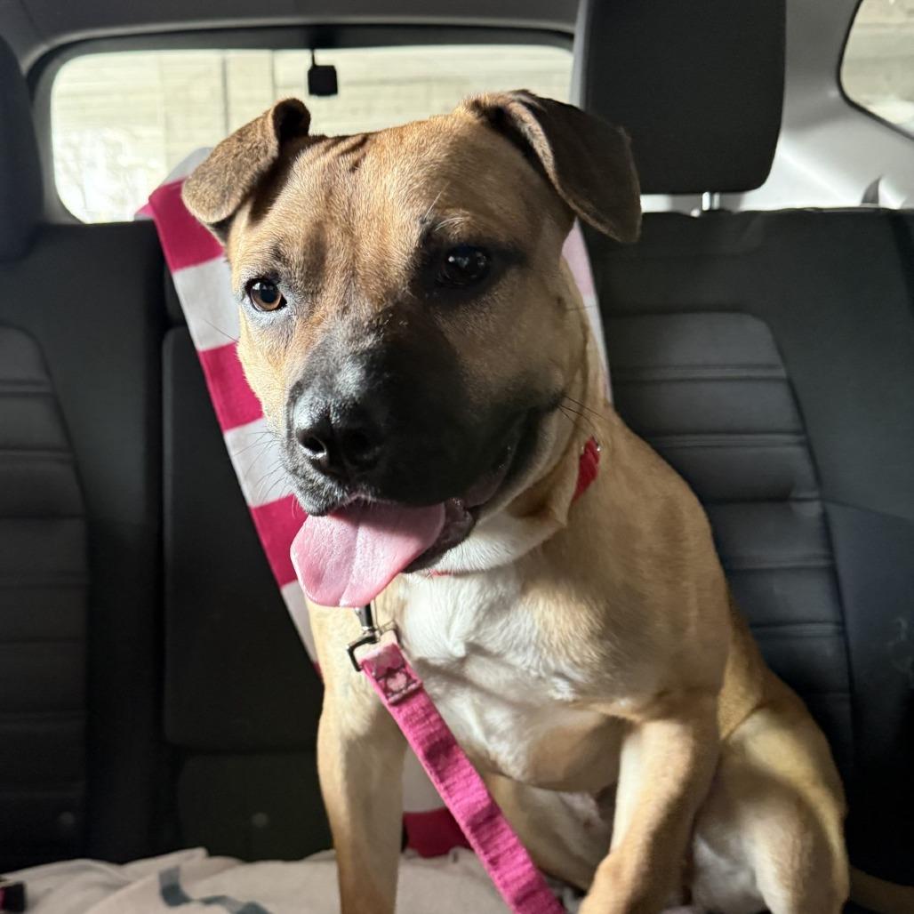 Widget, Adoptable, Adult Female Mixed Breed.