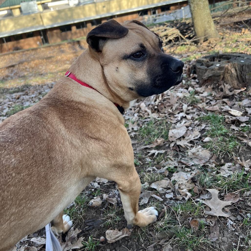 Enlarge Widget, a Adoptable Mixed Breed in Nashville, TN image 2/6